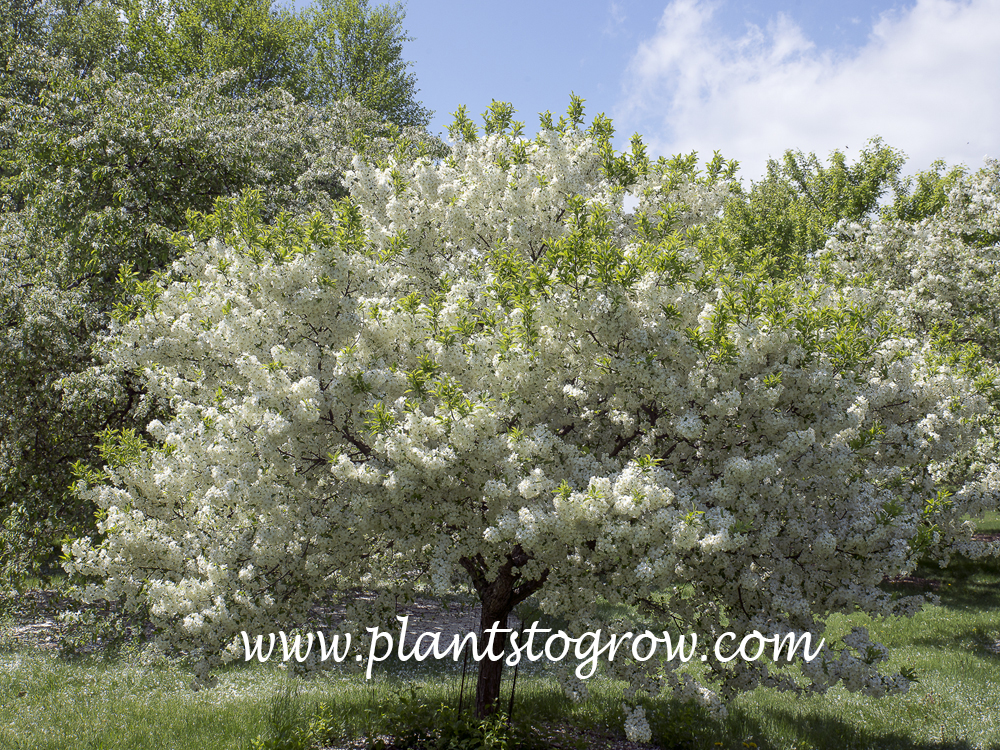 Lollipop Ornamental Crabapple (Malus) 
(April 22)
